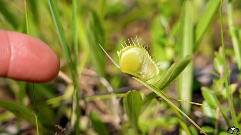 Wilmington, North Carolina
Stanley Rehder Carnivorous Garden